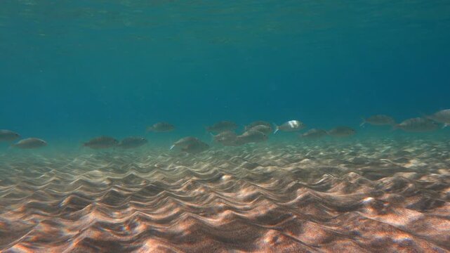 Group of Lithognathus mormyrus fish moving over sandy bottom with sunlight patterns