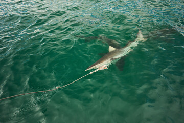 Fototapeta premium Shark Tethered By Rope Under Turquoise Water Off South Africa Coast During Tagging Survey, Dorsal Fin Visible,