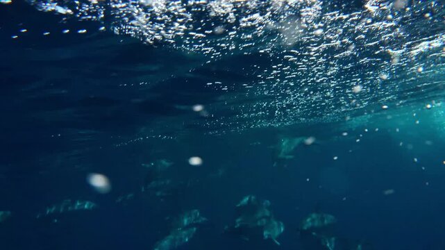 A pod of Stenella frontalis approaching a moving vessel, looking at the camera with bubbles in the foreground