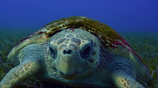 Front view of a Caretta caretta turtle covered in algae moving slowly across a seagrass meadow