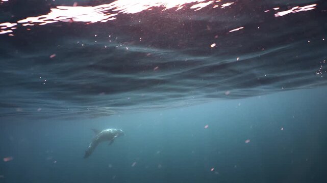 Wild cetacean swims toward the lens before turning away in open ocean