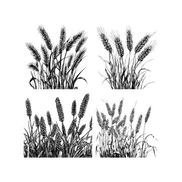 Hand drawn vintage engraving style illustration of wheat ears, rye field grass set isolated on white background.