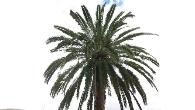 A tall palm tree frames a volcanic hill near Casa Manrique in Haria, Lanzarote, under overcast skies.