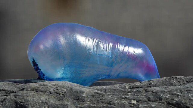 Close up of a blue Physalia physalis washed ashore on a volcanic rock
