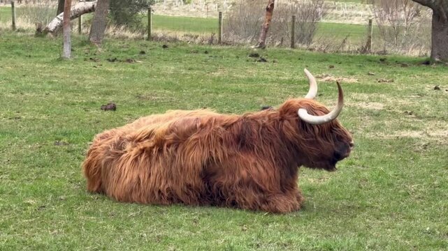 Close up handheld shot of Highland on pasture ruminating