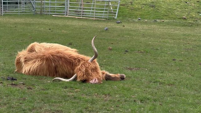 Close up handheld shot of Highland cattle sleeping in field