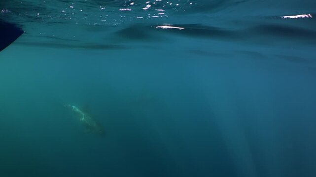 Two cetaceans swimming underwater in front of a boat bow with sun rays