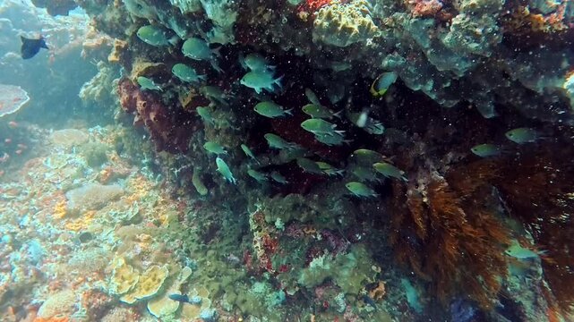 Green Chromis Schooling Under a Rock Over a Coral Reef in Nusa Penida, Bali, Indonesia
