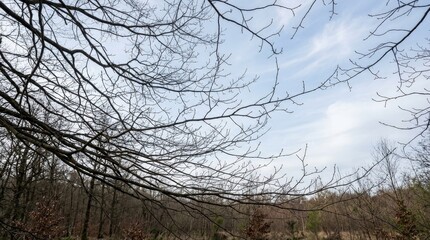 Obraz premium A fine network of bare branches spreading across the sky, minimal natural pattern with airy structure and early spring stillness, ultra-realistic, no logos.