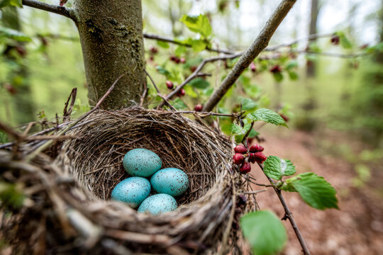 Four speckled blue eggs resting inside a delicate bird?s nest perched on a tree branch surrounded by fresh green leaves and red berries in a forest setting
