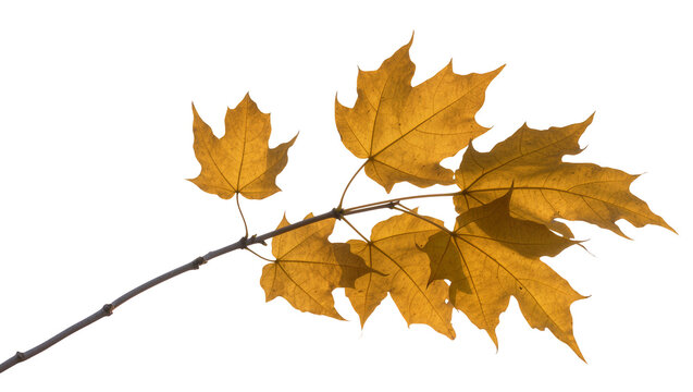 Autumn maple branch with golden leaves, isolated on transparent background