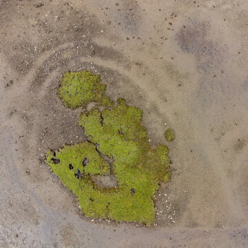 Aerial view of a vibrant green patch nestled in the sandy earth, a stark contrast of life against the muted tones of the Isle of Mull, Salens ships, United Kingdom.