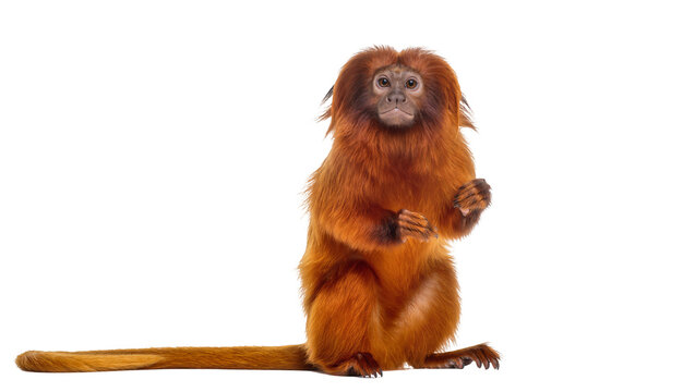 Golden lion tamarin monkey with long tail, isolated on transparent background