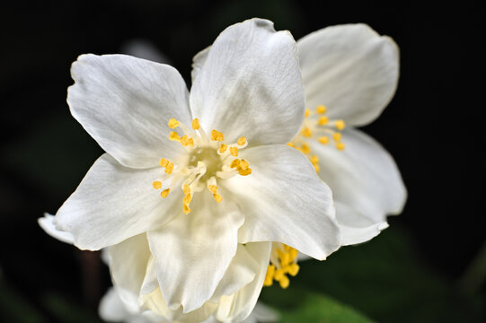 Sweet Mock Orange (Philadelphus coronarius)