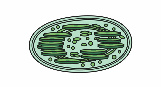 Simplified illustration of a chloroplast with stacks of thylakoids and stroma