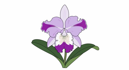 A vibrant purple and lavender orchid with ruffled petals, set against white