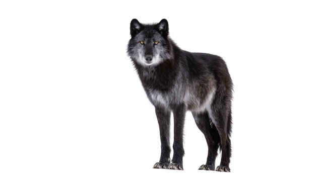 Black wolf standing looking forward, isolated on transparent background