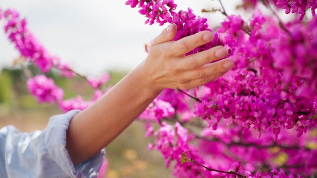 Close-up of female hand softly caressing beautiful purple flowers of  tree in garden, concept moment of tenderness and connection with nature in spring