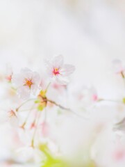 Fototapeta premium 明るい陽射しに照らされた桜の花。真っ白な花びらとふんわりボケた様子。春のイメージ。心象風景。縦構図