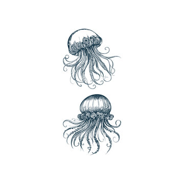 Hand drawn set of vintage jellyfish illustrations in detailed engraving style, isolated on white background.