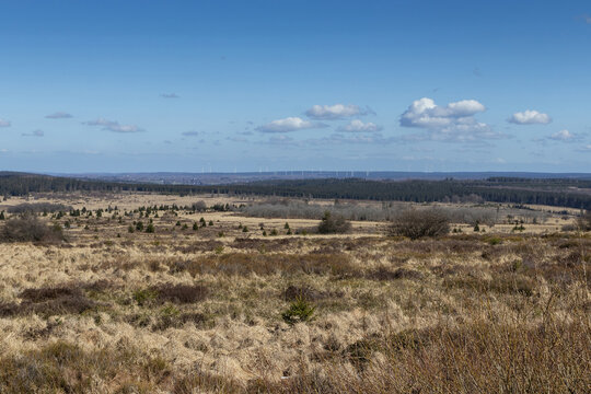 Panoramic early spring view of the High Fens hiking area of East Belgium, from the scenic viewpoint at Signal de Botrange, Waimes, Belgium. Copy space above.