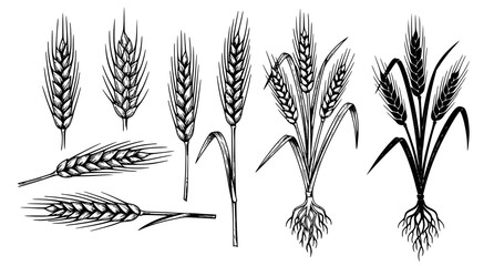 A black and white vector illustration of various wheat stalks and ears on a white background © Neoviz Studio