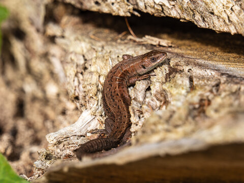 A Common Lizard on a Log