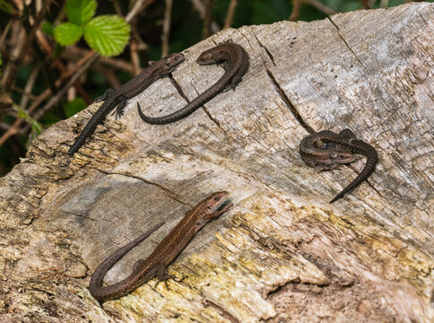 Four Common Lizards on a Log