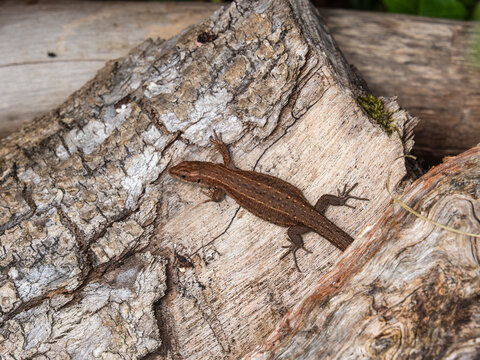 A Common Lizard on a Log