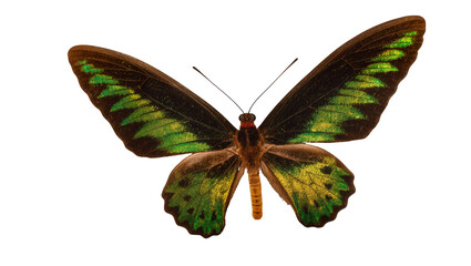 Exotic dark brown and green butterfly with iridescent wings, isolated on transparent background © Marta
