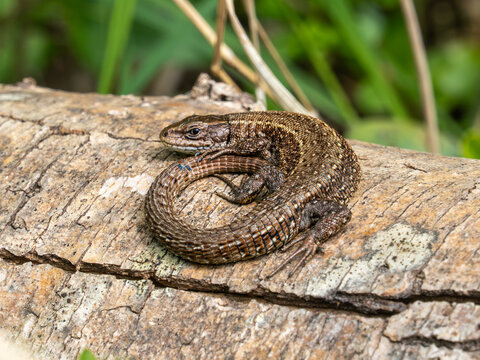 Common Lizard