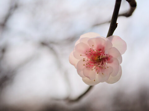 晴れた3月に美しく咲いた淡いピンク色の梅の花「八重旭（ヤエアサヒ）」
