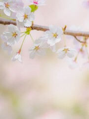 Fototapeta premium 満開の桜の枝のポートレート。真っ白な花びらとふんわりボケたやわらかい背景。春のイメージ。心象風景。縦構図