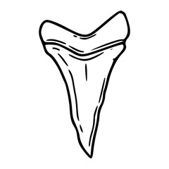 prehistoric marine fossil linear drawing: shark tooth © Zen20