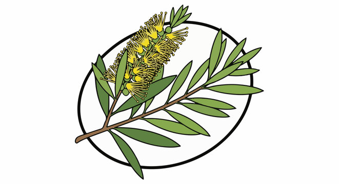 A stylized drawing of a bottlebrush plant with yellow flowers in an oval