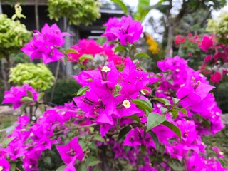 Obraz premium A vibrant pink bougainvillea plant in full bloom in a garden setting