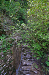 Fototapeta premium Caucasian bladdernut tree hangs over the gorge in Khosta Yew-Boxwood Grove.