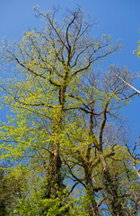 Fototapeta premium The view up to the crown of old trees covered with young leaves in spring.