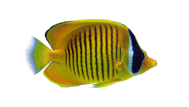 Bright yellow butterflyfish with black stripes, isolated on transparent background