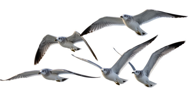 Flock of seagulls in flight, isolated on transparent background