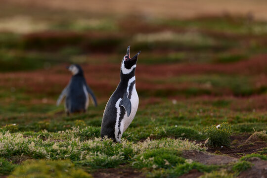 Magellanic penguin standing upright and calling in natural grassland habitat on the Falkland Islands. Colors: green, brown, black.