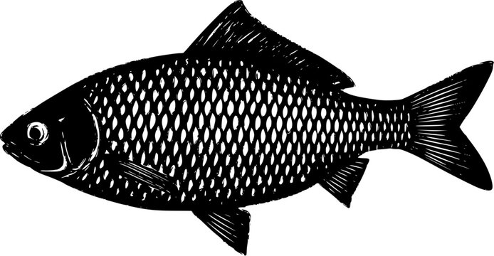 A highly detailed photorealistic image of a whole raw Ide (Orfe) showcases its silver body and reddish fins against a pure white background, capturing the intricate details with remarkable precision