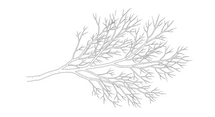 Detailed illustration of seaweed fronds. © Art Sof galery photo