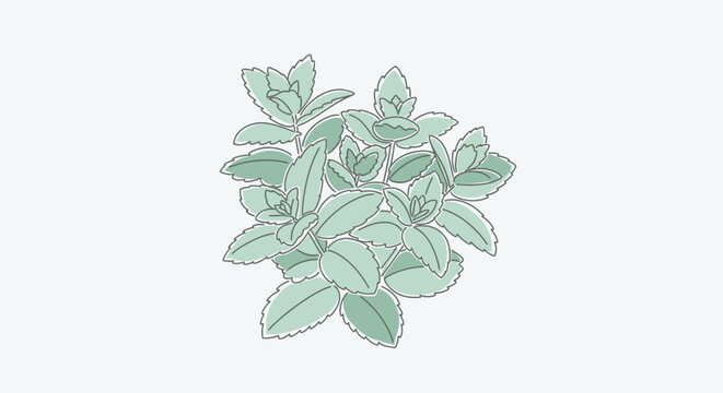Green leaves on a plant stem.
