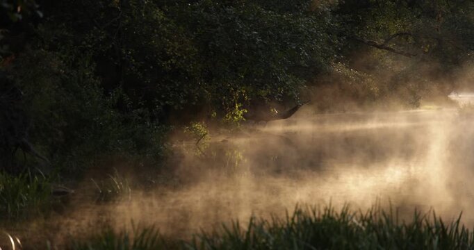 A misty forest with a stream of water at sunrise