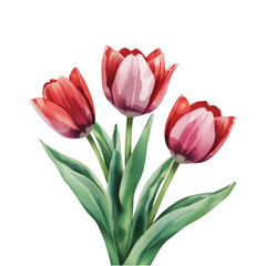 Fototapeta premium Three red tulips isolated on transparent background