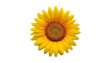 Obraz premium Vibrant yellow sunflower isolated on transparent background