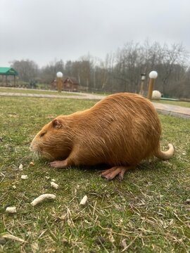 Nutria sits on green grass and looks for dry food