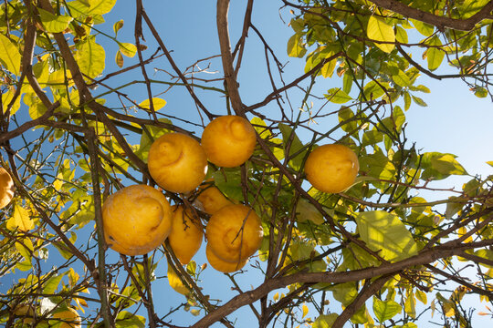 Traditional Italian lemon tree with bright fruits against a clear blue sky. 
