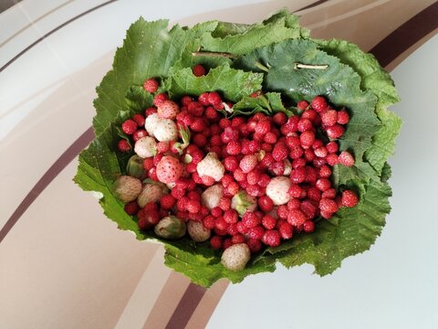 picked wild strawberry macro photo	